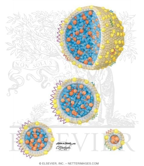 Lipoprotein Structure and Function