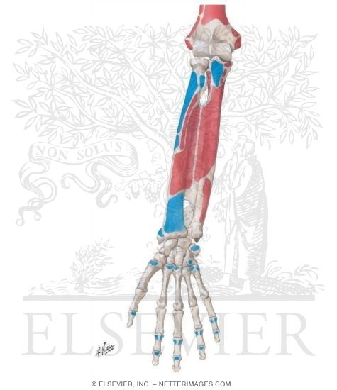 Attachments of Muscles of Forearm: Anterior View