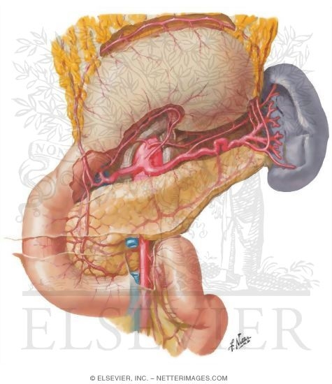 Arteries of Stomach, Duodenum, Pancreas and Spleen
