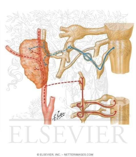Otic Ganglion: Schema