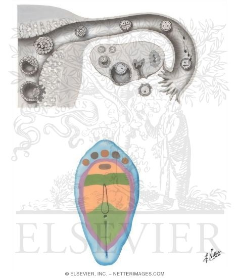 Cell Differentiation and Cell Fates