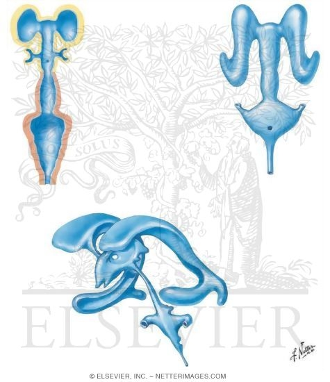 Development of the Ventricles