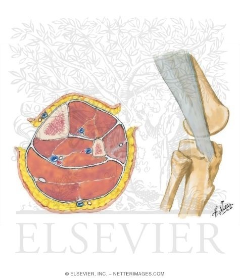 Disorders of the Leg and Knee