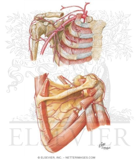 Arteries of the Shoulder