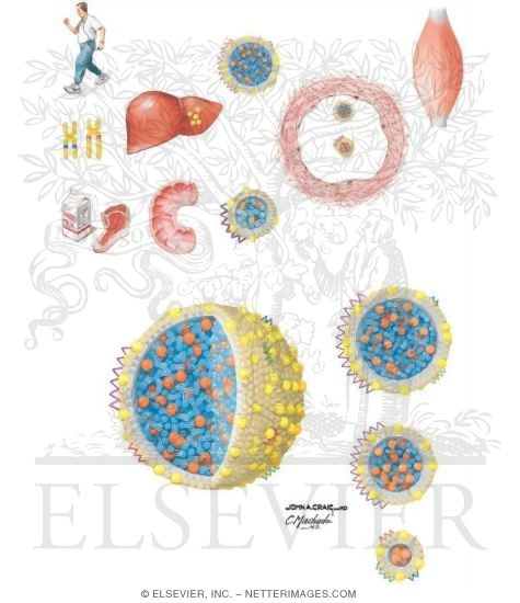Cholesterol Synthesis and Metabolism