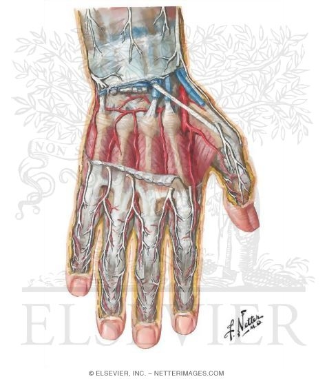 Wrist and Hand: Deep Dorsal Dissection
