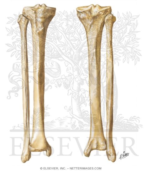 Tibia and Fibula