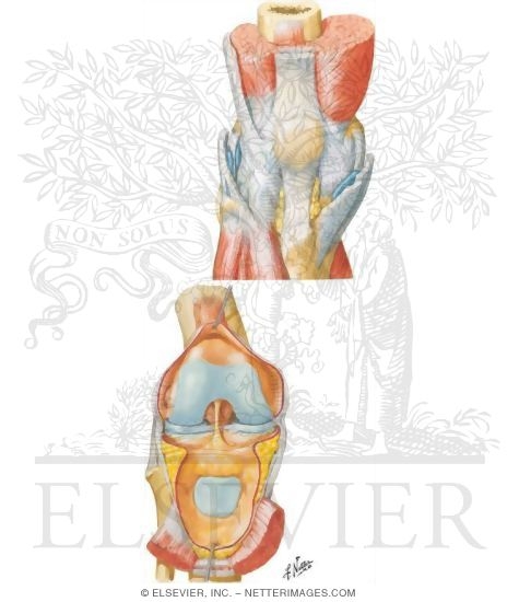 Knee: Anterior Views