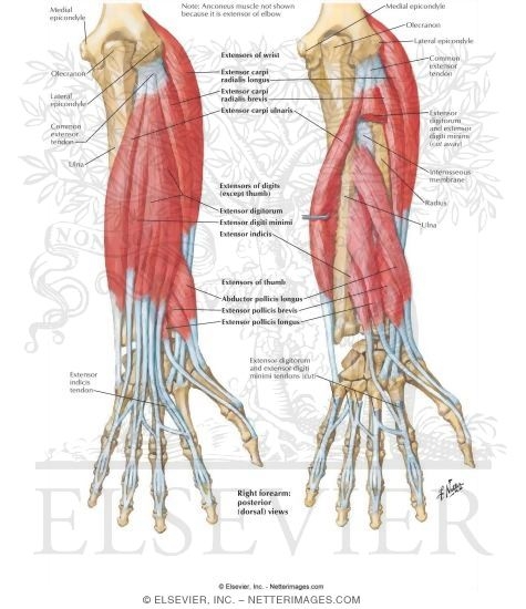 Anatomy Forearm