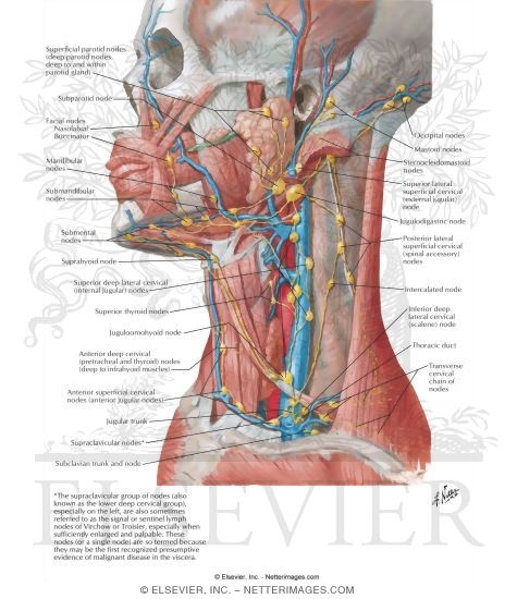 Lymph Vessels and Nodes of Head and Neck
Lymphatic Drainage of Mouth and Pharynx