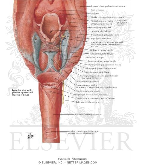 Pharyngoesophageal Junction