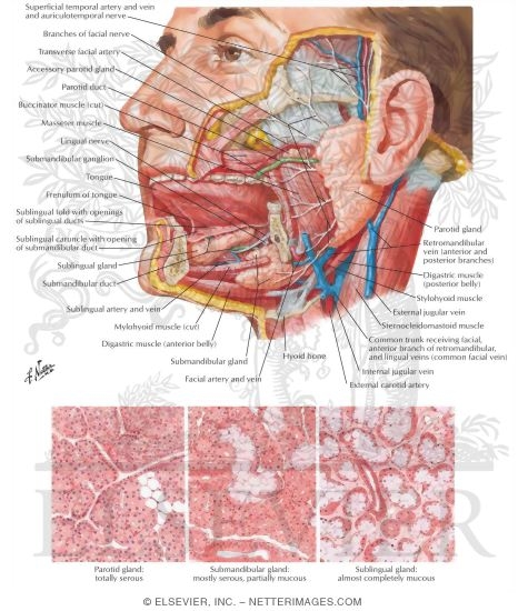 Salivary Glands