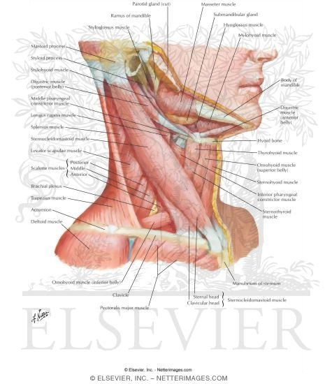 Neck Muscles Anatomy Cross Section