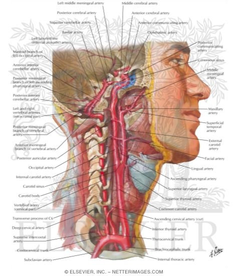 Arteries to Brain and Meninges