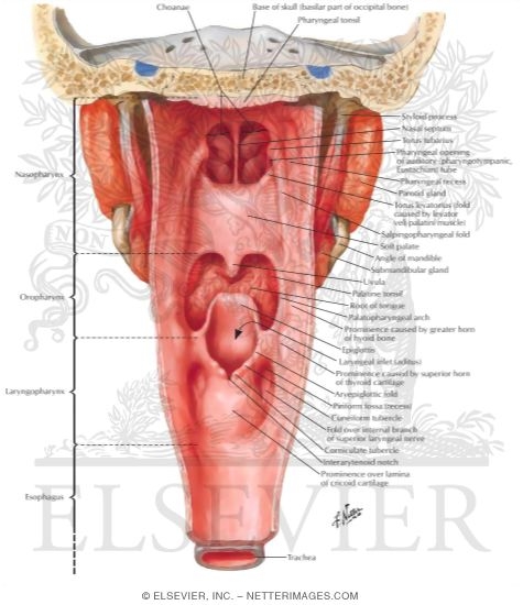 Pharynx: Opened Posterior View