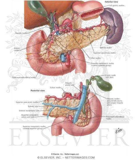 Lymph Vessels and Nodes of Pancreas