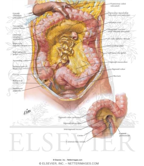 Colon - Topography and Relations
Mesenteric Relations of Intestines