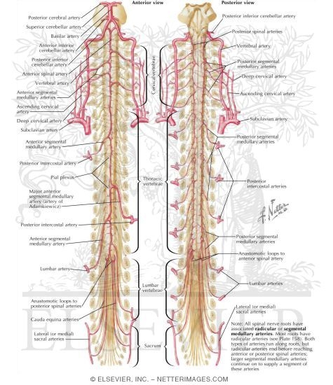 Arteries of Spinal Cord: Schema