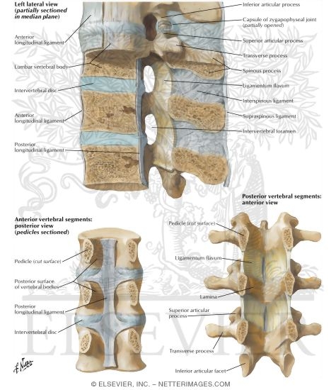 Vertebral Ligaments: Lumbar Region
Ligaments of the Spinal Column