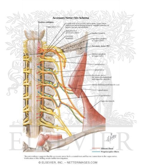 Accessory Nerve (XI): Schema