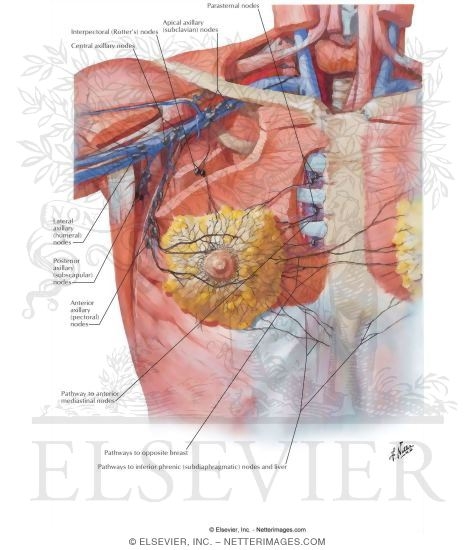 Lymph Vessels and Nodes of Mammary Gland