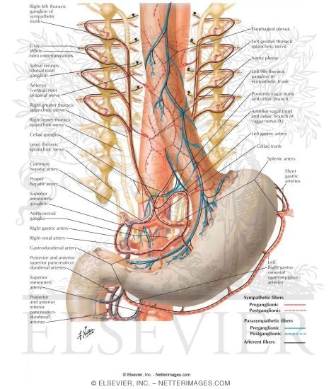 Innervation of Stomach and Proximal Duodenum