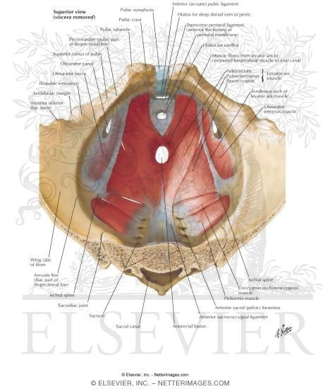 Pelvic Diaphragm: Male
Floor of Abdominopelvic Cavity