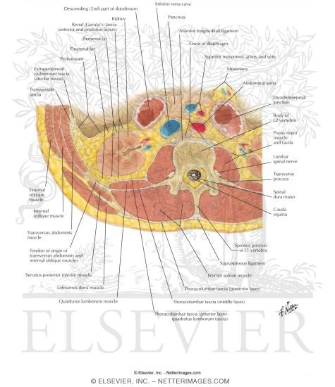 Lumbar Region of Back: Cross Section