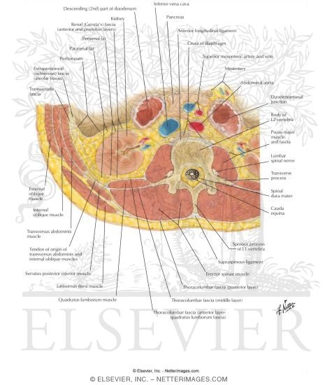 Lumbar Region of Back: Cross Section
Transverse Section Through Lumbar Region (L2) of Back