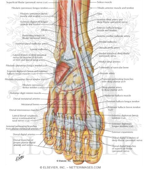Muscles, Arteries, and Nerves of Front of Ankle and Dorsum of Foot: Deeper Dissection
Dorsum of Foot: Deep Dissection