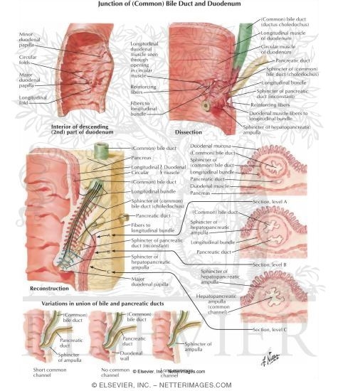 common bile duct anatomy. Junction of (Common) Bile Duct