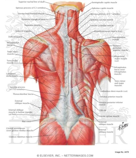 Muscles of Back: Superficial Layers
Superficial Muscles: Posterior Neck and Back
