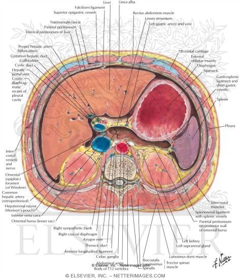Schematic Cross Section of Abdomen at Middle T12
