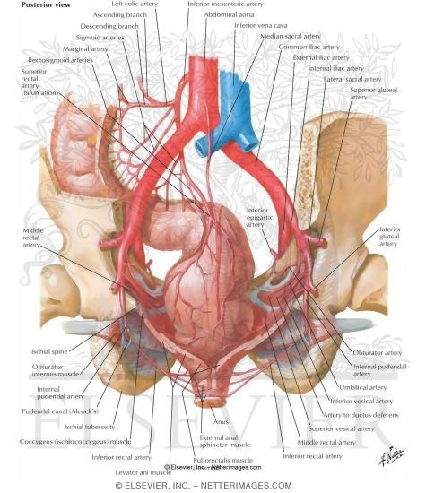 Arteries of Rectum and Anal Canal
Blood Supply of Small and Large Intestine