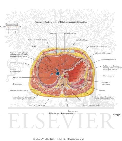 Schematic Cross Section of Abdomen at T10