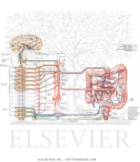 Autonomic Innervation
Innervation of Small and Large Intestines: Schema
Nerve Supply of Small and Large Intestines