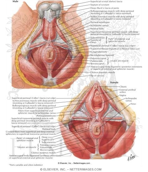 Anal Sphincter Anatomy 109