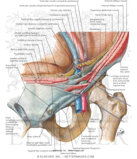 Inguinal Canal and Spermatic Cord
The Adult Inguinal Region