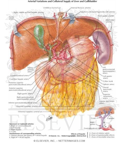 Collateral Circulation of Upper Abdominal Organs