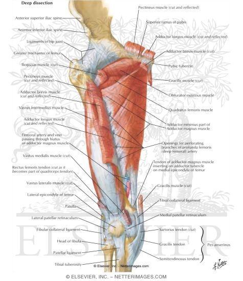 anterior pelvic muscles
