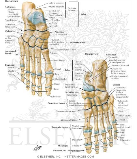 bones of foot. Bones of Foot