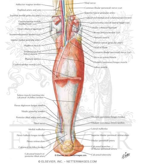 Muscles of Leg (Intermediate Dissection): Posterior View