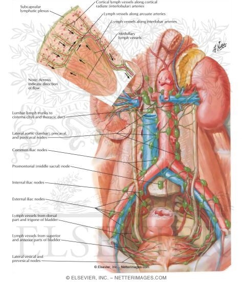 Lymph Vessels and Nodes of Kidneys and Urinary Bladder
Lymphatic Drainage of Kidneys, Ureters and Urinary Bladder