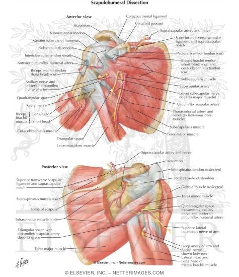 Scapulohumeral Dissection