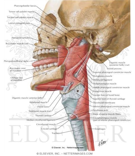 Lateral View of Pharyngeal Muscles
Muscles of Pharynx: Lateral View 
Musculature of Pharynx 
Muscles of Pharynx: Lateral View