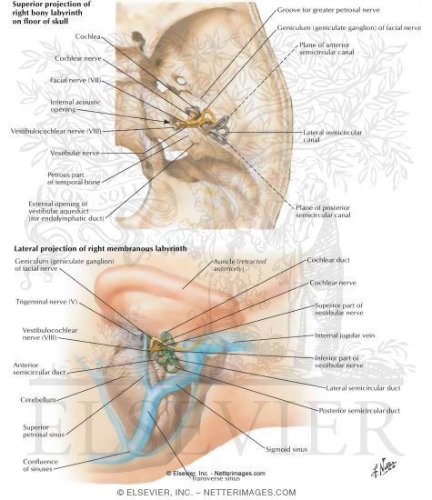 Orientation of Labyrinth in Skull