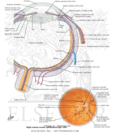 Intrinsic Arteries and Veins of Eye