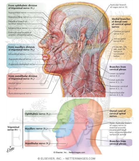 Nerve Head