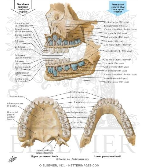 Teeth