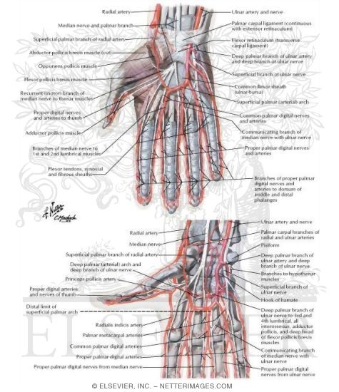 Blood and Lymph Vessels
Arteries and Nerves of Hand: Palmar Views